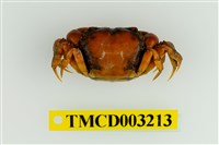 藏品(似方假厚蟹)的圖片